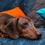 brown dachshund on a blue couch