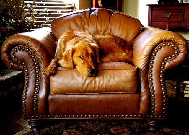 canine on a brown leather couch